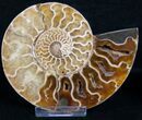 Inch Split Ammonite Pair #4389-1